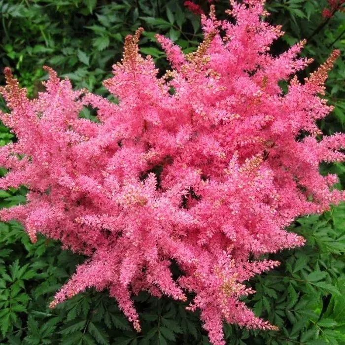 Астильба Astary Pink Shades, сортовой кадр для подтверждения